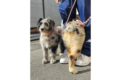 成約済の長野県のミックス犬-356122の2枚目